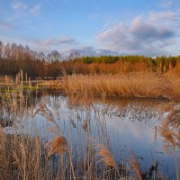 Река Лахва.Беларусь. :: DianaVladimirovna 