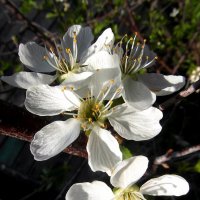 Цветы весны. :: nadyasilyuk Вознюк