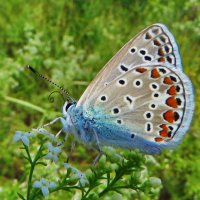 Синявець Ікар (Polyommatus icarus) — вид денних метеликів родини синявцевих (Lycaenidae) :: Ivan Vodonos