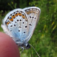 Синявець Аргус (Plebejus argus) — вид денних метеликів родини Синявцеві (Lycaenidae). :: Ivan Vodonos