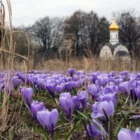 крокусы на ВДНХ, 20 апреля :: Михаил Бибичков