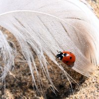 Coccinellidae. :: Banu Rich