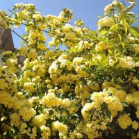 Желтые плетистые розы. :: Жанна Викторовна