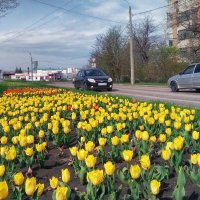 На Белгородских улицах зацвели тюльпаны :: Игорь Сарапулов