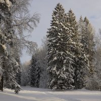 Зимний день в Павловском парке. :: Елена 
