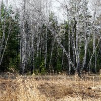 Отчего так в России берёзы шумят, отчего белоствольные всё понимают? :: Сергей Царёв