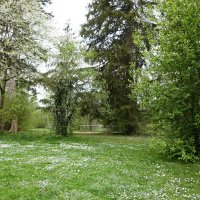 Пришла весна - цветет земля, Древа шумят в венцах зеленых, ...... :: Galina Dzubina