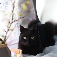Тыква (моя кошка) в натюрморте.)) :: Снежанна Родионова