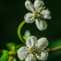 скваозь свет :: Александр Леонов