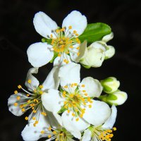 цветы слива :: Олег Петрушин