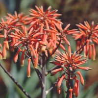 Aloe Saponaria/ Maculata  Алоэ мыльное/пятнистое :: wea *