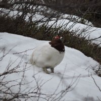 Куропач весенний. :: Мария Васильева