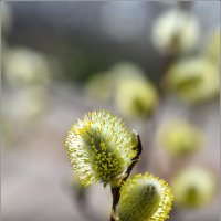 Апрель :: Николай Кувшинов