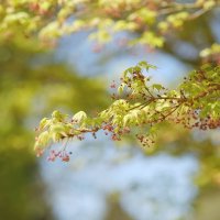 Японский клён весной Клён дланевидный(Acer palmatum) :: wea *