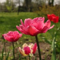 Май - месяц тюльпанов :: Gen Vel