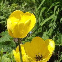 Тюльпаны жёлтые – не вестники разлуки,  а дети солнечного света и весны. :: Freddy 97