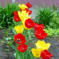 Расцвели тюльпаны к празднику :: Raduzka (Надежда Веркина)