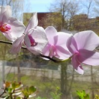 орхидея :: linnud 