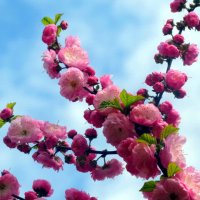 Весна во всей красе... :: Тамара (st.tamara)
