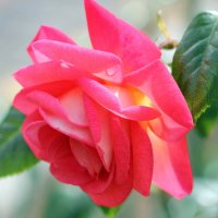 Прозрачны лепестки прекрасной розы… :: Андрей Иванович (Aivanovich-2009)