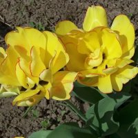 Желтые тюльпаны :: Galina Solovova