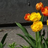 Опять весна! :: kudrni Кудрявцева