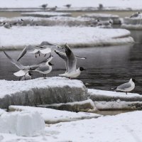 Речные разбойницы :: Овсечук Мария 