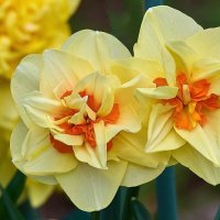 Нарцисс-символ весны и красоты. :: Николай Соколухин