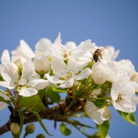 Яблонька цветёт,пчёлка работает :: Алексей Мезенцев