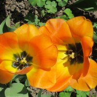 Два оранжевых тюльпана :: Дмитрий Никитин