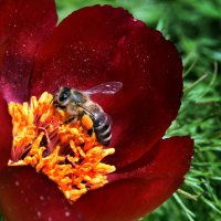 Первая пчелка :: Ольга Голубева