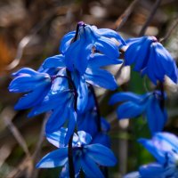 Синие цветочки :: lady v.ekaterina