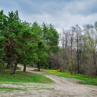 В зелень одевается земля :: Валерий VRN