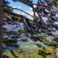 Вид на реликтовые сосны при подъёме на гору Ай-Петри :: ARCHANGEL 7