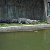 Беппу Япония. Крокодиловая ферма в горячих источниках :: Alm Lana