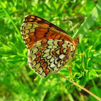 Рябець Феба (Melitaea phoebe) — вид денних метеликів родини сонцевиків (Nymphalidae). :: Ivan Vodonos