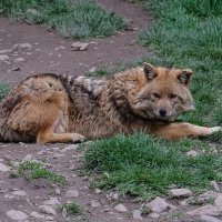 Волк или гибрид волк-собака :: Георгий А