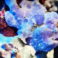 флора и фауна коралловых рифов, рыба-лягушка :: Александр Корчемный