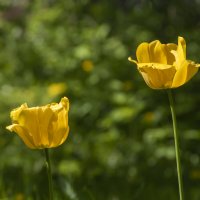 Жёлтые тюльпаны :: Яков Реймер