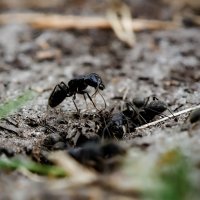 Чёрный садовый муравей :: Сергей Царёв