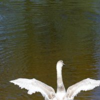 Белый лебедь :: Тина Панова