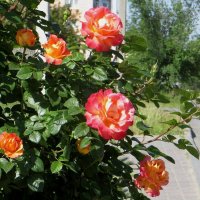 Розы пахнут летом :: Татьяна Смоляниченко