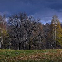 На поляне в Загородном... :: Владимир Шошин