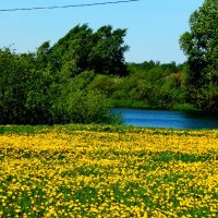 Желтая поляна :: ГПОУ ПСТ Фотокружок