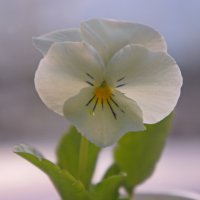 Цветок фиалки садовой. :: сергей 