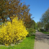 Санкт-Петербургский проспект. :: Лия ☼