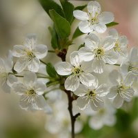 Любимый месяц май в цветении вишни белоснежной... :: Ольга Русанова (olg-rusanowa2010)