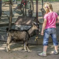Козлик из контактного зоопарка ресторана "Карл т Фридрих" в СПБ дружит с детьми :: Стальбаум Юрий 