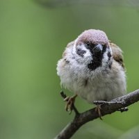 Птичка на веточке. Полевой воробей :: Анна Иларионова