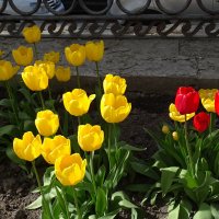 Весна без тюльпанов - не весна! :: Anna-Sabina Anna-Sabina